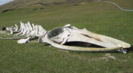 sei-whale-bones-Saunders-femal